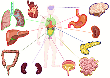 Image of Human Organs